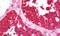 Cystinosin, Lysosomal Cystine Transporter antibody, MBS249076, MyBioSource, Immunohistochemistry frozen image 
