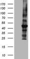 Mechanistic Target Of Rapamycin Kinase antibody, TA805942, Origene, Western Blot image 