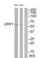 Cryptochrome Circadian Regulator 1 antibody, TA313696, Origene, Western Blot image 
