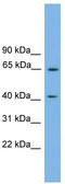 Pleckstrin homology domain-containing family O member 1 antibody, TA342531, Origene, Western Blot image 