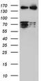 CCR4-NOT Transcription Complex Subunit 4 antibody, TA800049AM, Origene, Western Blot image 