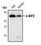 Baculoviral IAP repeat-containing protein 3 antibody, MA5-14997, Invitrogen Antibodies, Western Blot image 