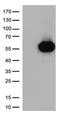 CD27 Molecule antibody, TA812554S, Origene, Western Blot image 