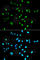Paired Box 2 antibody, A3067, ABclonal Technology, Immunofluorescence image 