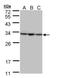 SBDS Ribosome Maturation Factor antibody, PA5-28950, Invitrogen Antibodies, Western Blot image 