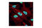 X-Ray Repair Cross Complementing 5 antibody, 2180S, Cell Signaling Technology, Immunocytochemistry image 