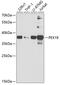 Peroxisomal biogenesis factor 19 antibody, GTX32780, GeneTex, Western Blot image 