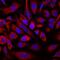 Pleiotrophin antibody, MAB252, R&D Systems, Immunocytochemistry image 