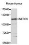 Neural Precursor Cell Expressed, Developmentally Down-Regulated 9 antibody, STJ113912, St John