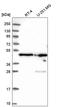 NELF-E antibody, HPA046502, Atlas Antibodies, Western Blot image 