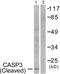 Sca1 antibody, TA312442, Origene, Western Blot image 