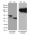 Proteasome 26S Subunit, Non-ATPase 5 antibody, LS-C796177, Lifespan Biosciences, Western Blot image 