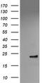VHL Binding Protein 1 antibody, CF504911, Origene, Western Blot image 