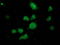 UBX Domain Protein 2B antibody, TA502646, Origene, Immunofluorescence image 