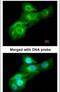 Glucokinase antibody, PA5-29325, Invitrogen Antibodies, Immunofluorescence image 