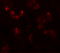 UHRF1 Binding Protein 1 antibody, 6459, ProSci Inc, Immunofluorescence image 