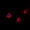PTTG1 Interacting Protein antibody, orb304533, Biorbyt, Immunofluorescence image 