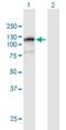 Family With Sequence Similarity 120B antibody, H00084498-B01P, Novus Biologicals, Western Blot image 