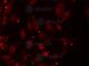 Propionyl-CoA Carboxylase Subunit Beta antibody, A5415, ABclonal Technology, Immunofluorescence image 