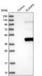SLAM family member 9 antibody, PA5-57180, Invitrogen Antibodies, Western Blot image 