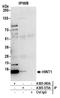 Histidine triad nucleotide-binding protein 1 antibody, A305-363A, Bethyl Labs, Immunoprecipitation image 