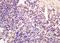 Cilia And Flagella Associated Protein 58 antibody, orb2511, Biorbyt, Immunohistochemistry paraffin image 