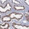 Leucine Rich Repeats And IQ Motif Containing 4 antibody, PA5-57782, Invitrogen Antibodies, Immunohistochemistry frozen image 