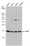 U6 snRNA-associated Sm-like protein LSm1 antibody, PA5-78476, Invitrogen Antibodies, Western Blot image 