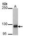 SREBF Chaperone antibody, LS-C109427, Lifespan Biosciences, Western Blot image 