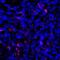 Pdl1 antibody, M00109-3, Boster Biological Technology, Immunofluorescence image 