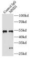 Meiotic Nuclear Divisions 1 antibody, FNab05253, FineTest, Immunoprecipitation image 