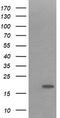 Interleukin 36 Gamma antibody, TA505994, Origene, Western Blot image 