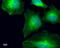 Tubulin Gamma Complex Associated Protein 4 antibody, MA5-17294, Invitrogen Antibodies, Immunofluorescence image 