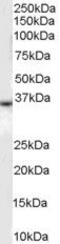 Atypical Chemokine Receptor 1 (Duffy Blood Group) antibody, PA5-18424, Invitrogen Antibodies, Western Blot image 