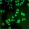 Leucine Rich Repeat Containing 7 antibody, NB120-2737, Novus Biologicals, Immunocytochemistry image 
