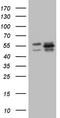 Y-Box Binding Protein 1 antibody, LS-C790811, Lifespan Biosciences, Western Blot image 