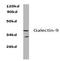 Galectin 9 antibody, AP20489PU-N, Origene, Western Blot image 