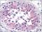 Clusterin antibody, AM03078PU-N, Origene, Immunohistochemistry frozen image 