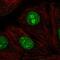 Sentrin-specific protease 3 antibody, HPA060290, Atlas Antibodies, Immunofluorescence image 