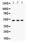Fucosyltransferase 1 (H Blood Group) antibody, PB9593, Boster Biological Technology, Western Blot image 