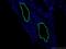 Sm22 antibody, 10493-1-AP, Proteintech Group, Immunofluorescence image 