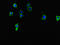 Terminal Nucleotidyltransferase 5C antibody, LS-C677884, Lifespan Biosciences, Immunofluorescence image 