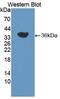 Arachidonate 15-Lipoxygenase antibody, MBS2027616, MyBioSource, Western Blot image 