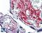 MG160 antibody, LS-A8149, Lifespan Biosciences, Immunohistochemistry paraffin image 