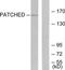 Poly [ADP-ribose] polymerase 4 antibody, TA326252, Origene, Western Blot image 