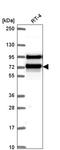 Ran GTPase Activating Protein 1 antibody, HPA062034, Atlas Antibodies, Western Blot image 