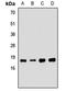 S-Phase Kinase Associated Protein 1 antibody, orb412118, Biorbyt, Western Blot image 