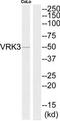 VRK Serine/Threonine Kinase 3 antibody, TA315453, Origene, Western Blot image 