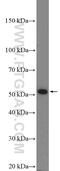 Adrenoceptor Alpha 2A antibody, 14266-1-AP, Proteintech Group, Western Blot image 