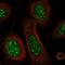 Cysteine-rich protein 3 antibody, NBP1-88762, Novus Biologicals, Immunofluorescence image 